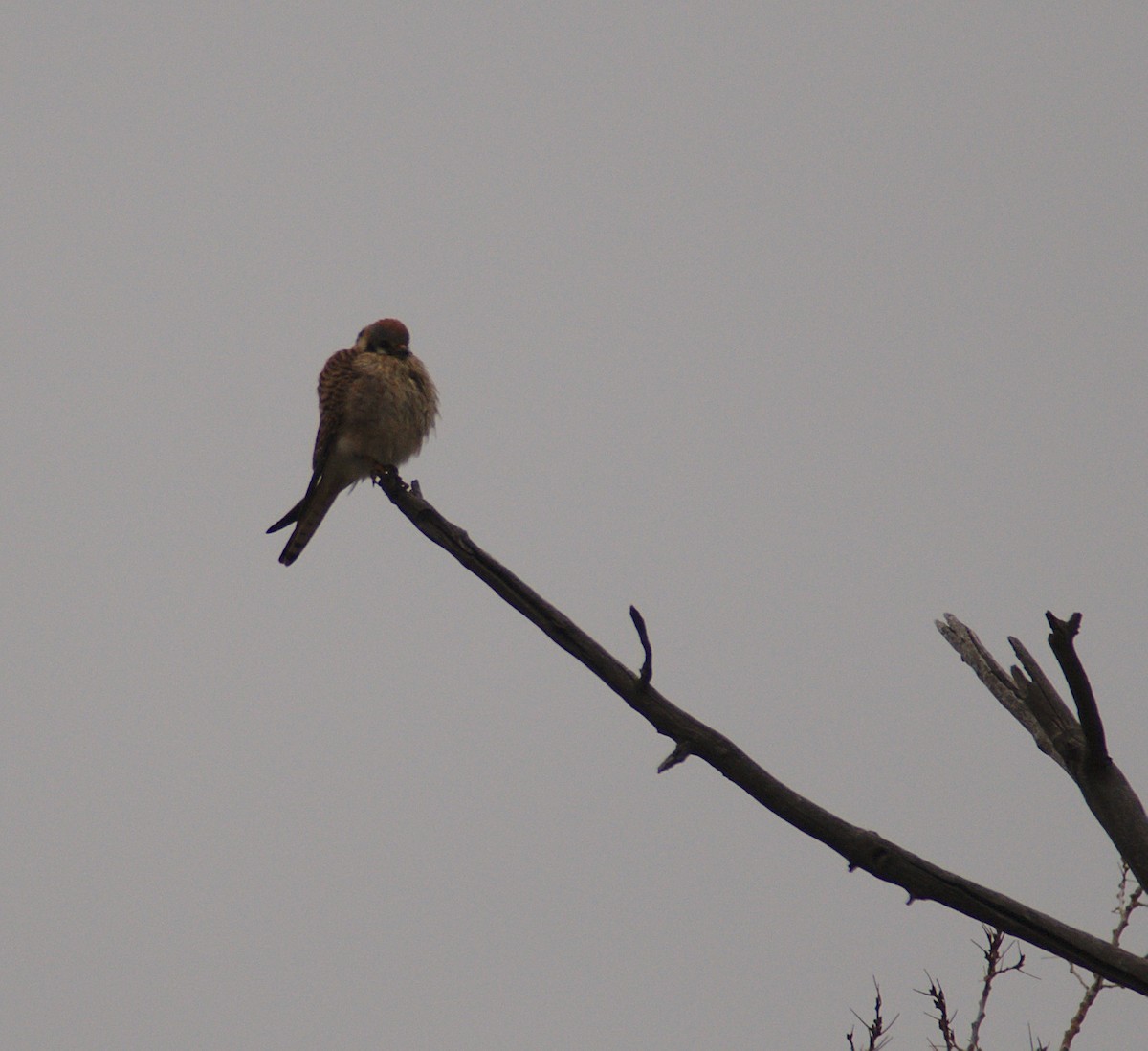 American Kestrel - ML150875711