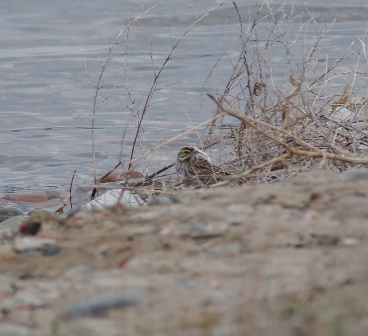 Savannah Sparrow - ML150876981