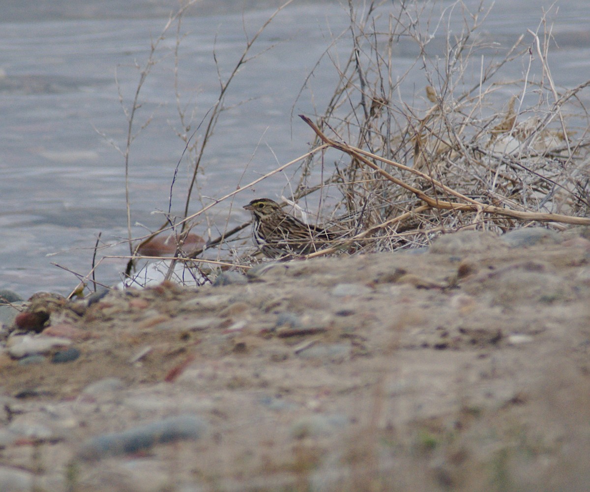 Savannah Sparrow - ML150876991
