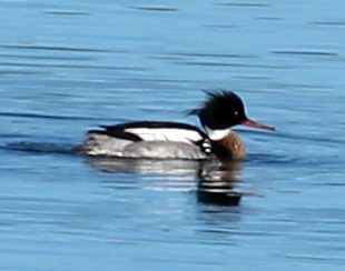 Red-breasted Merganser - ML150877331