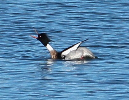 Red-breasted Merganser - ML150877371