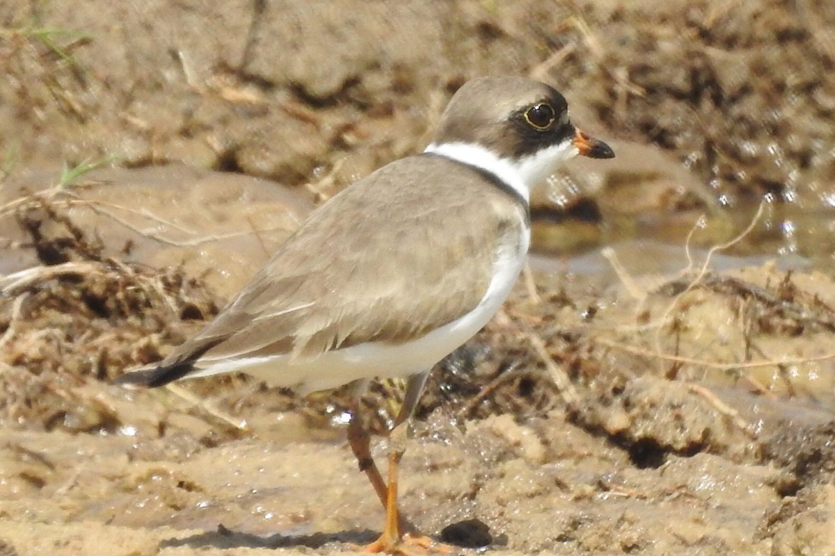 חופמי אמריקני - ML150877491