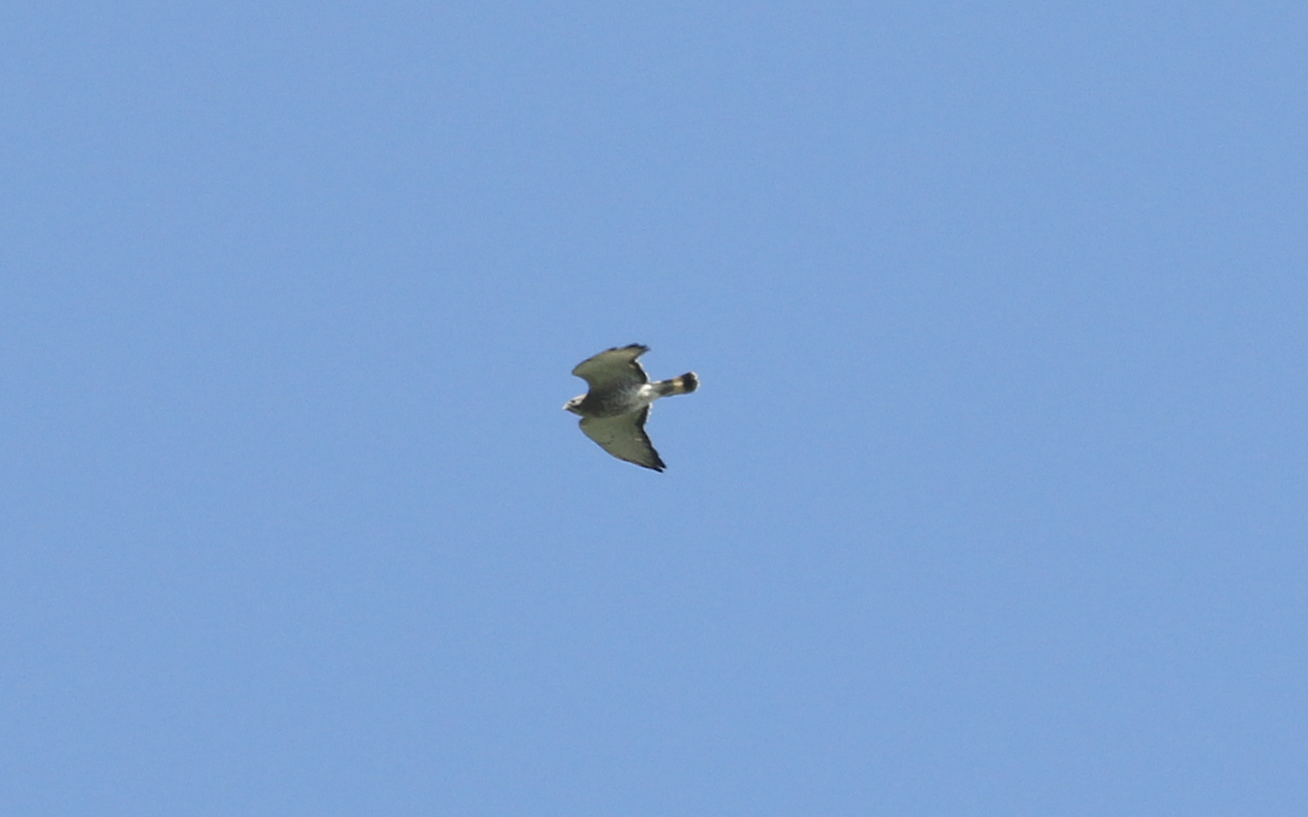 Broad-winged Hawk - Ricardo Lopez Z.