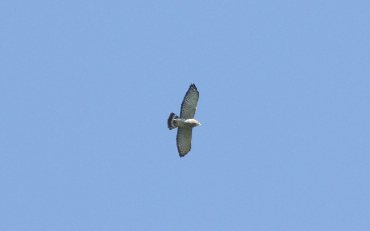 Broad-winged Hawk - Ricardo Lopez Z.