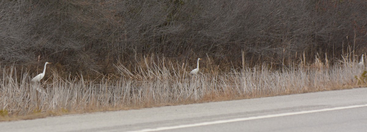 Great Egret - Kaley Genther