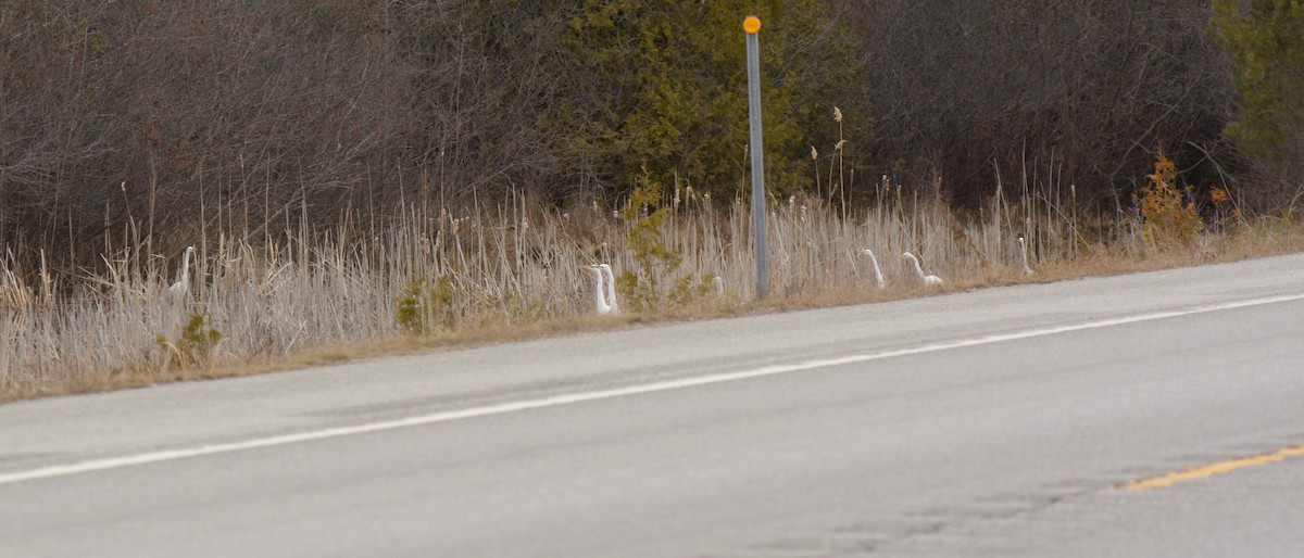 Great Egret - ML150877931