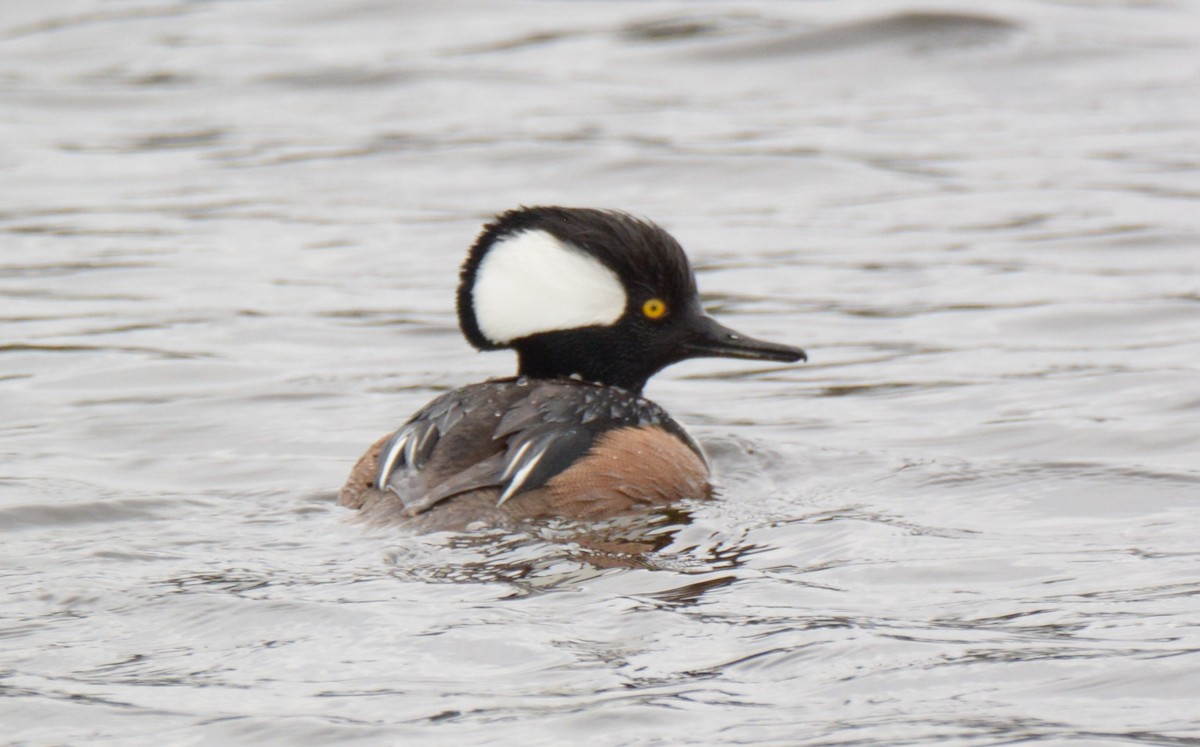 Hooded Merganser - ML150878081