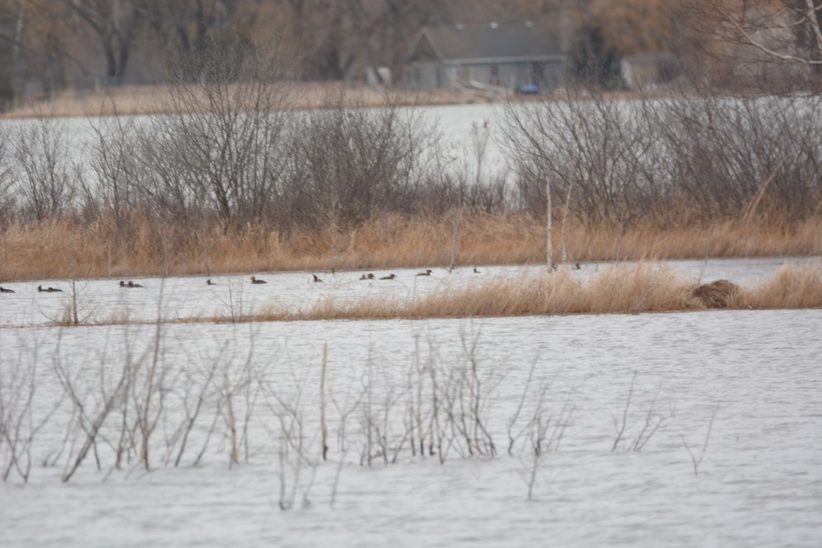 Hooded Merganser - ML150878131