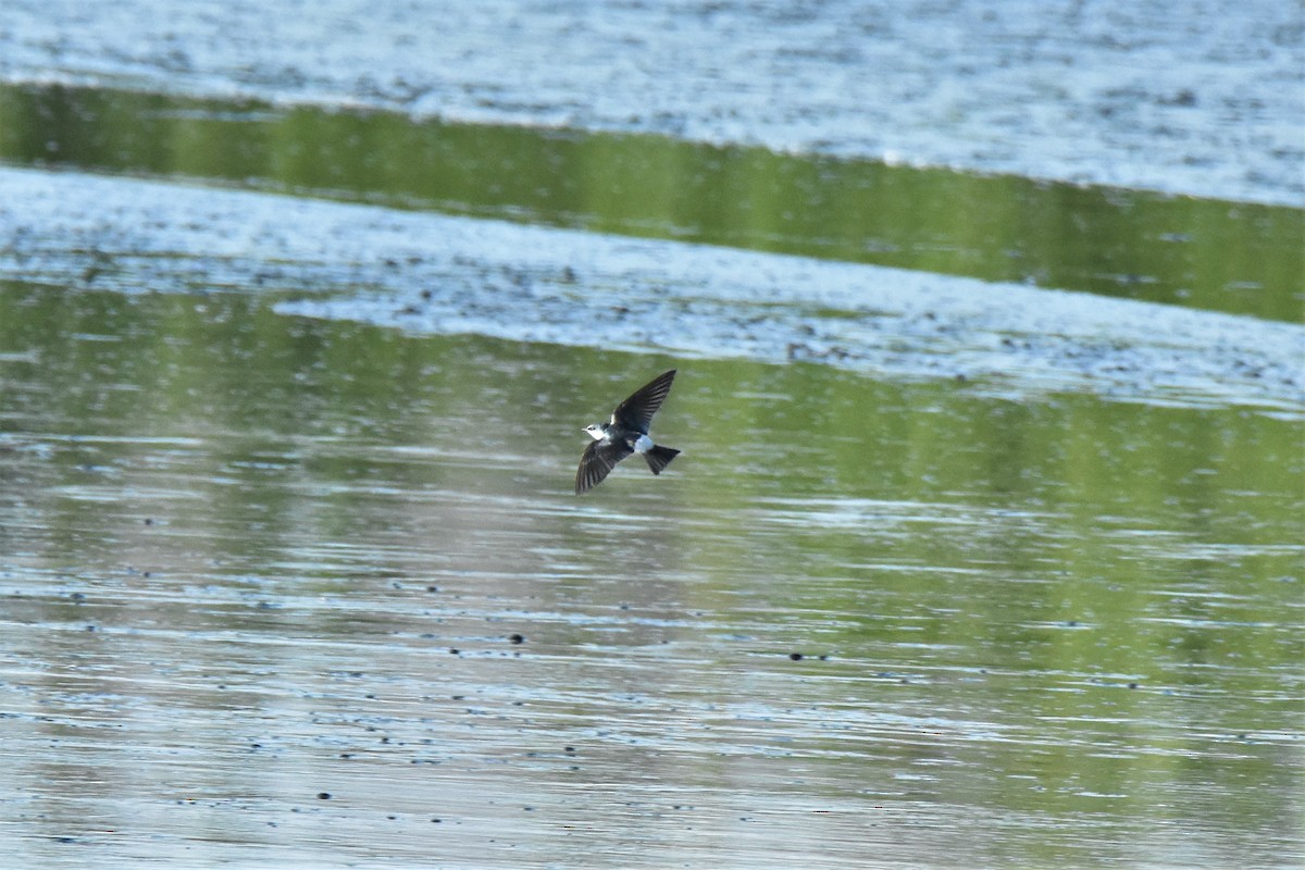 Golondrina de Manglar - ML150879891