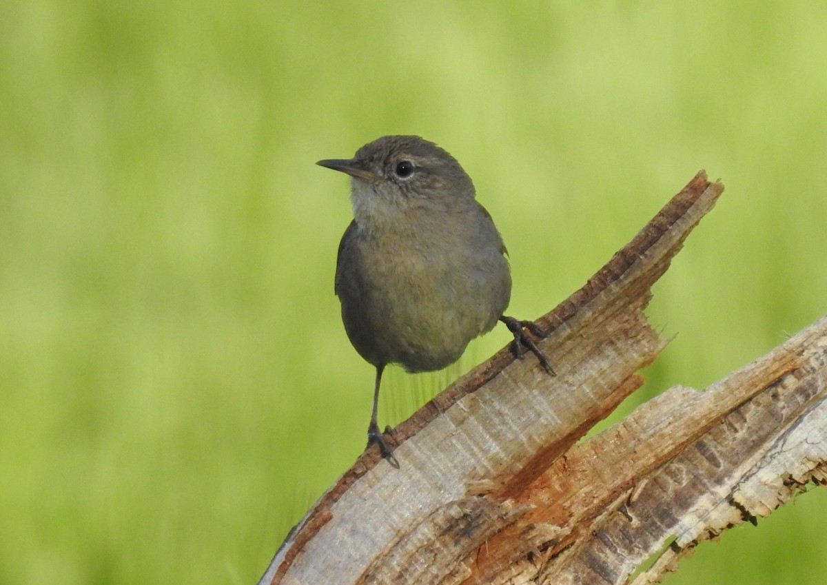 Northern House Wren - ML150880271