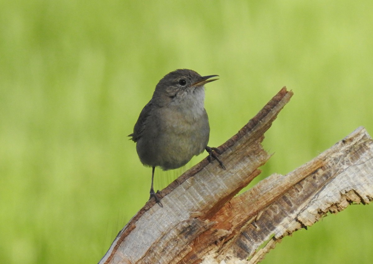Northern House Wren - ML150880291