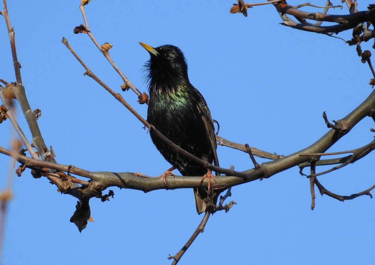 European Starling - ML150880361