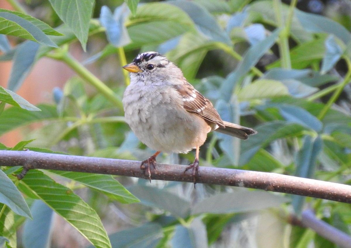 White-crowned Sparrow - ML150880411