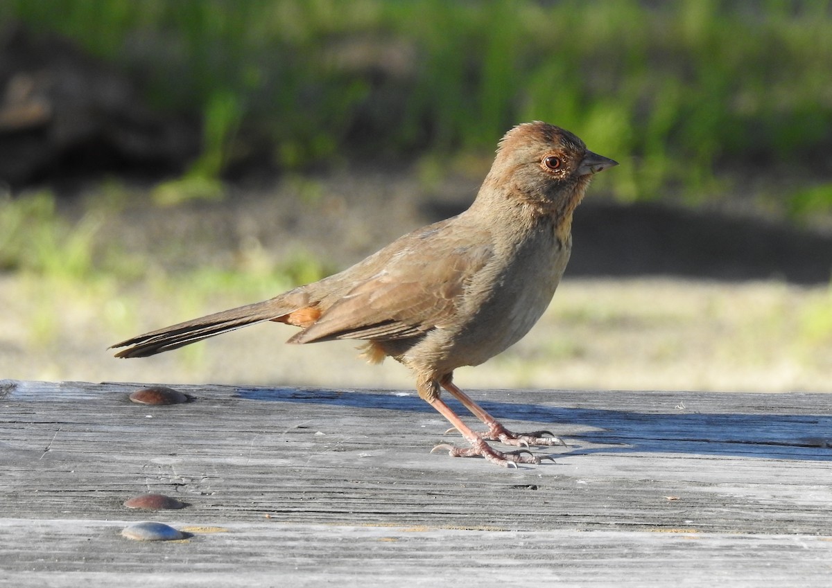 California Towhee - ML150880521