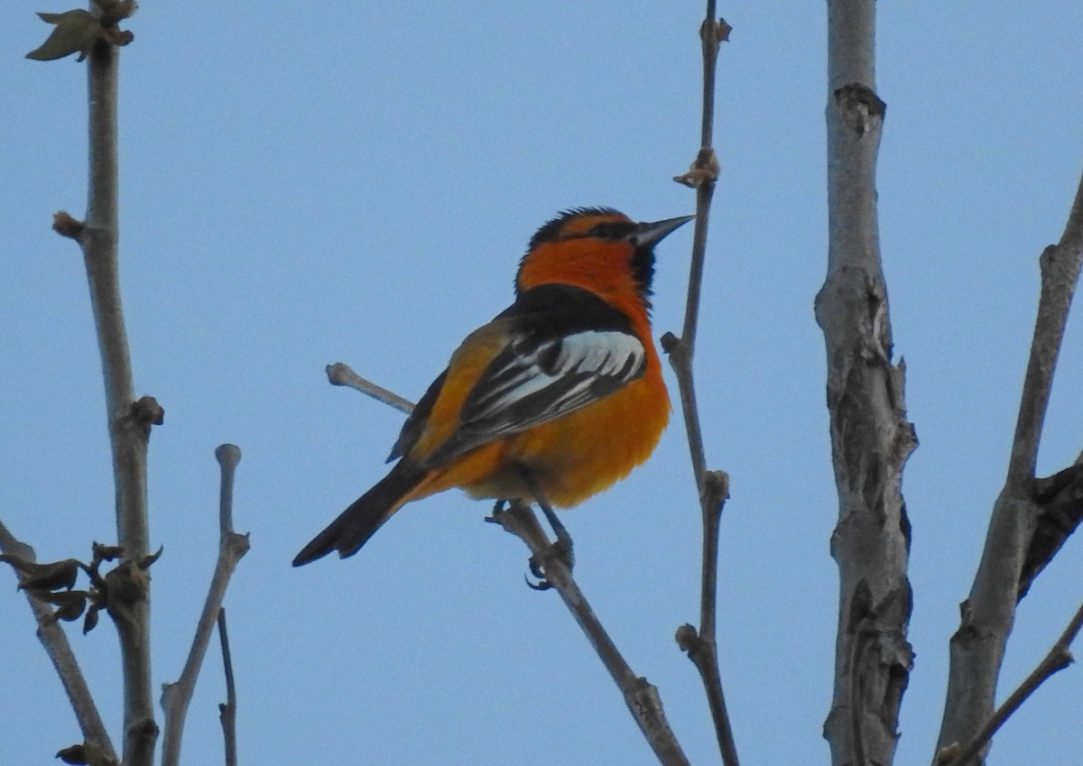 Bullock's Oriole - ML150880601
