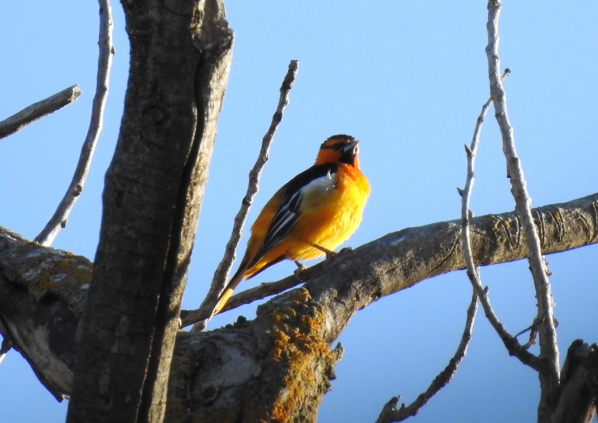 Bullock's Oriole - ML150880621