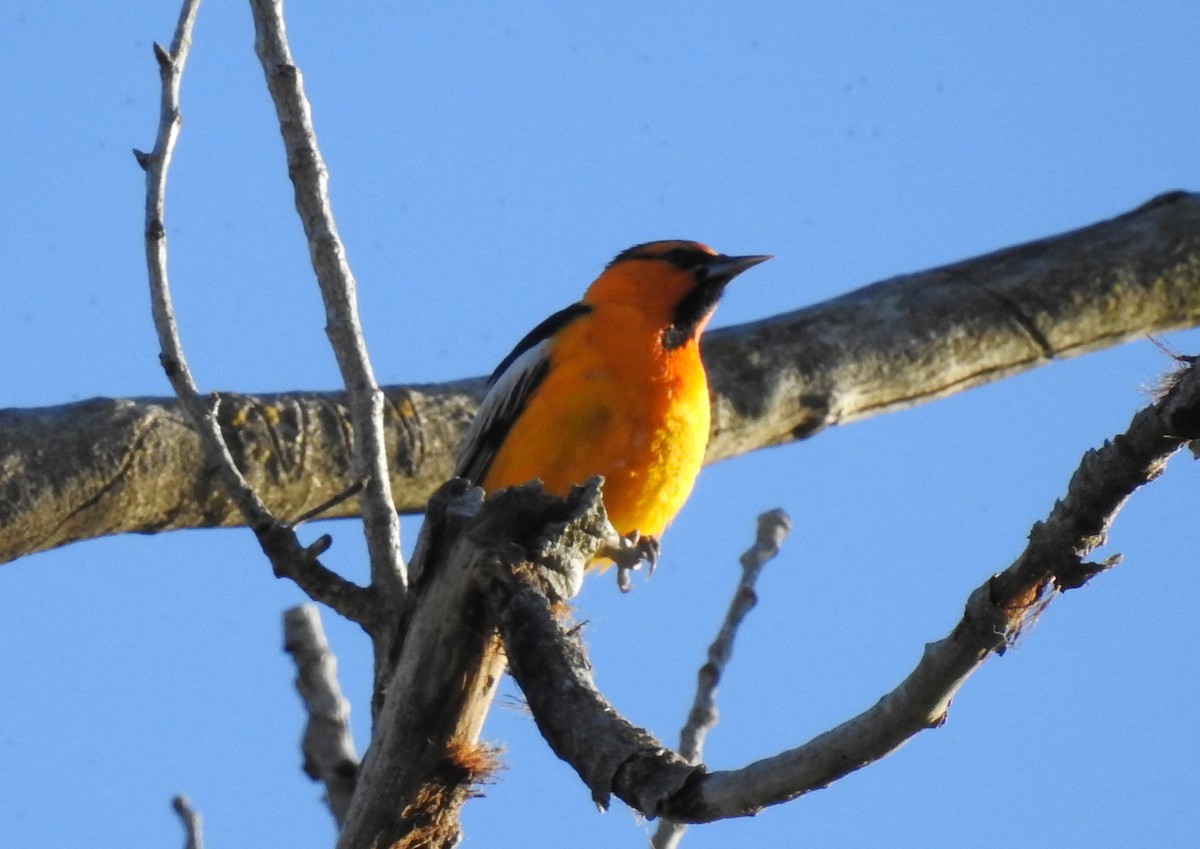 Bullock's Oriole - ML150880641