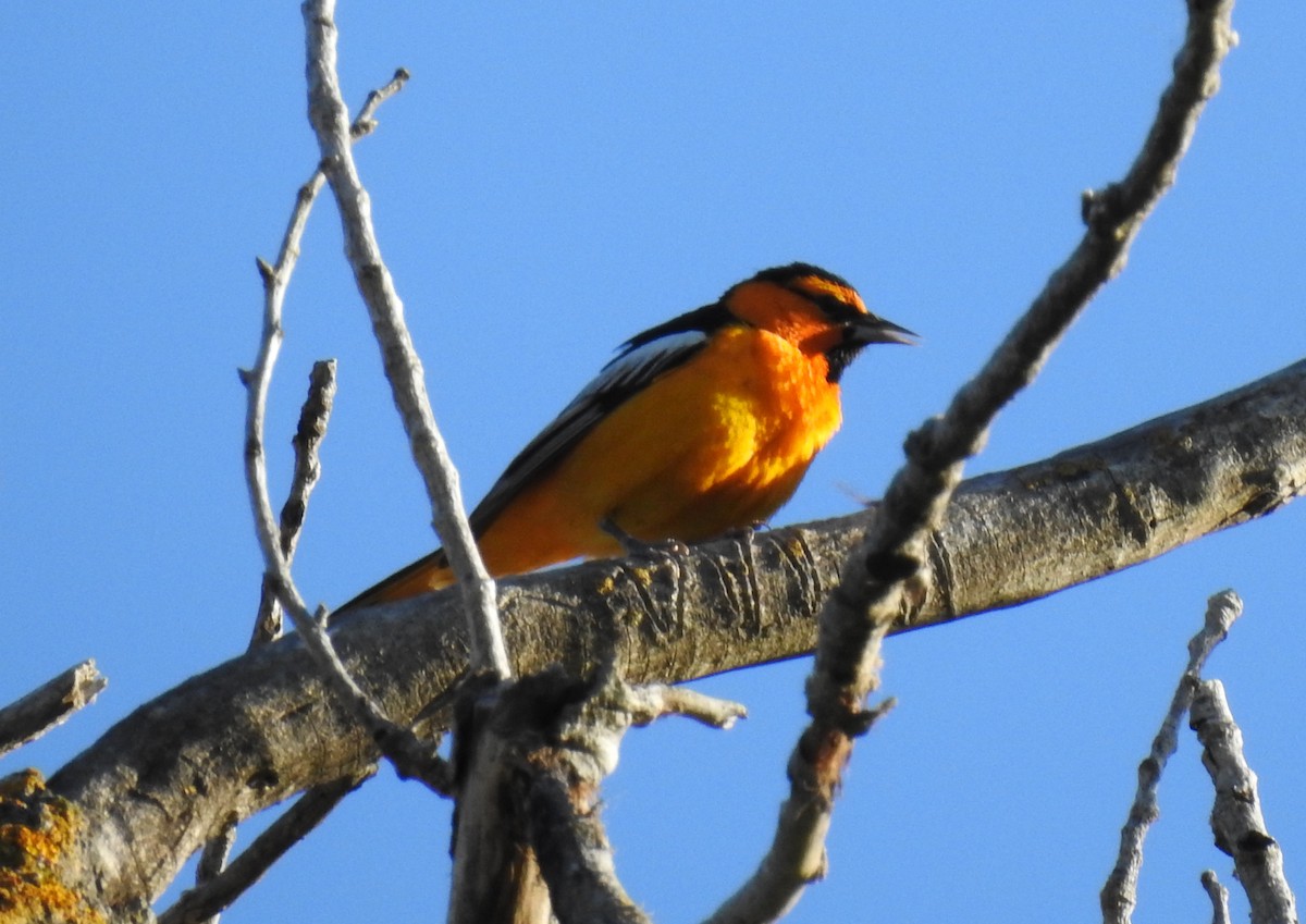 Bullock's Oriole - ML150880651