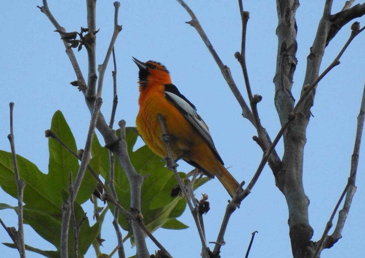 Bullock's Oriole - ML150880681