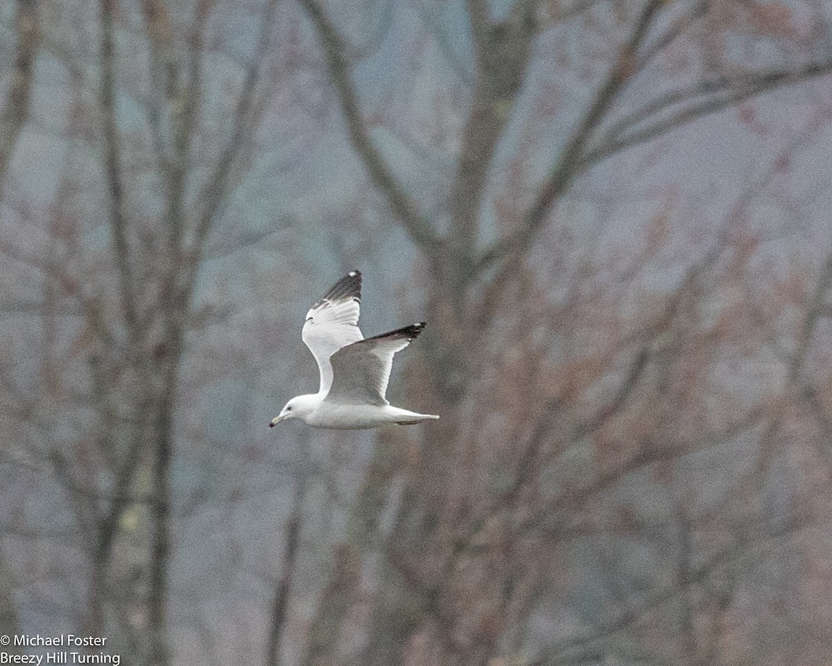 Ring-billed Gull - Michael Foster