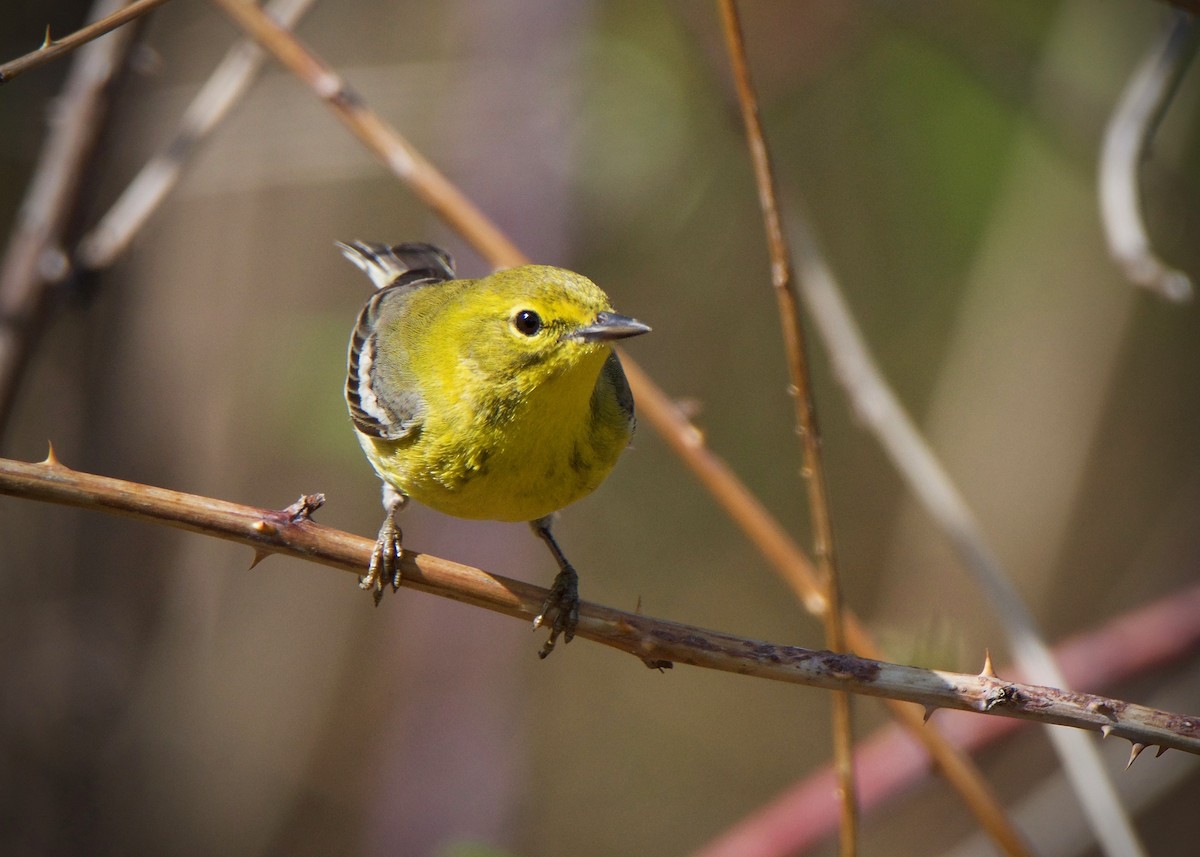 Pine Warbler - ML150882461