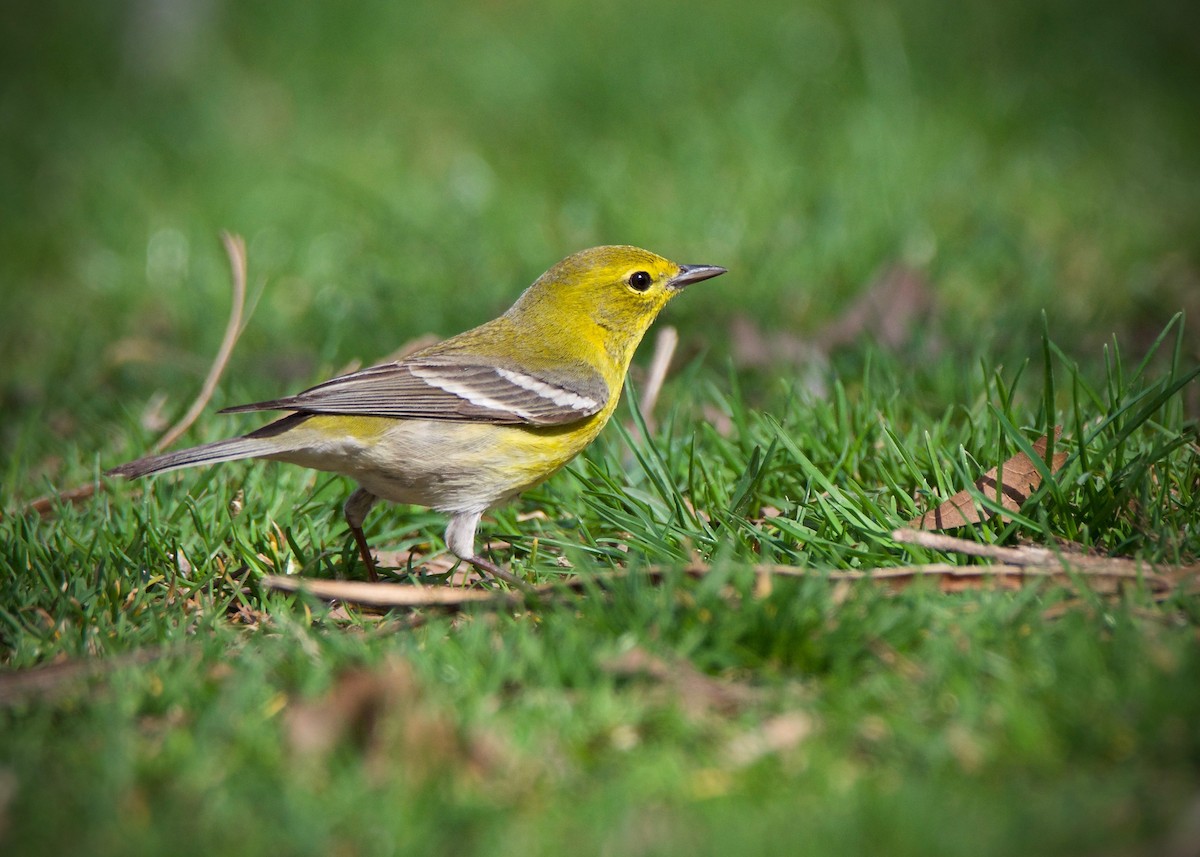 Pine Warbler - ML150882471