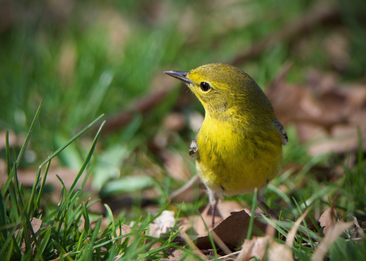 Pine Warbler - ML150882481
