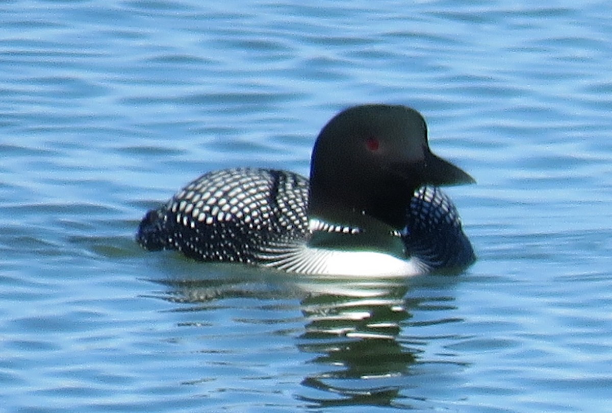 Common Loon - Byron Greco