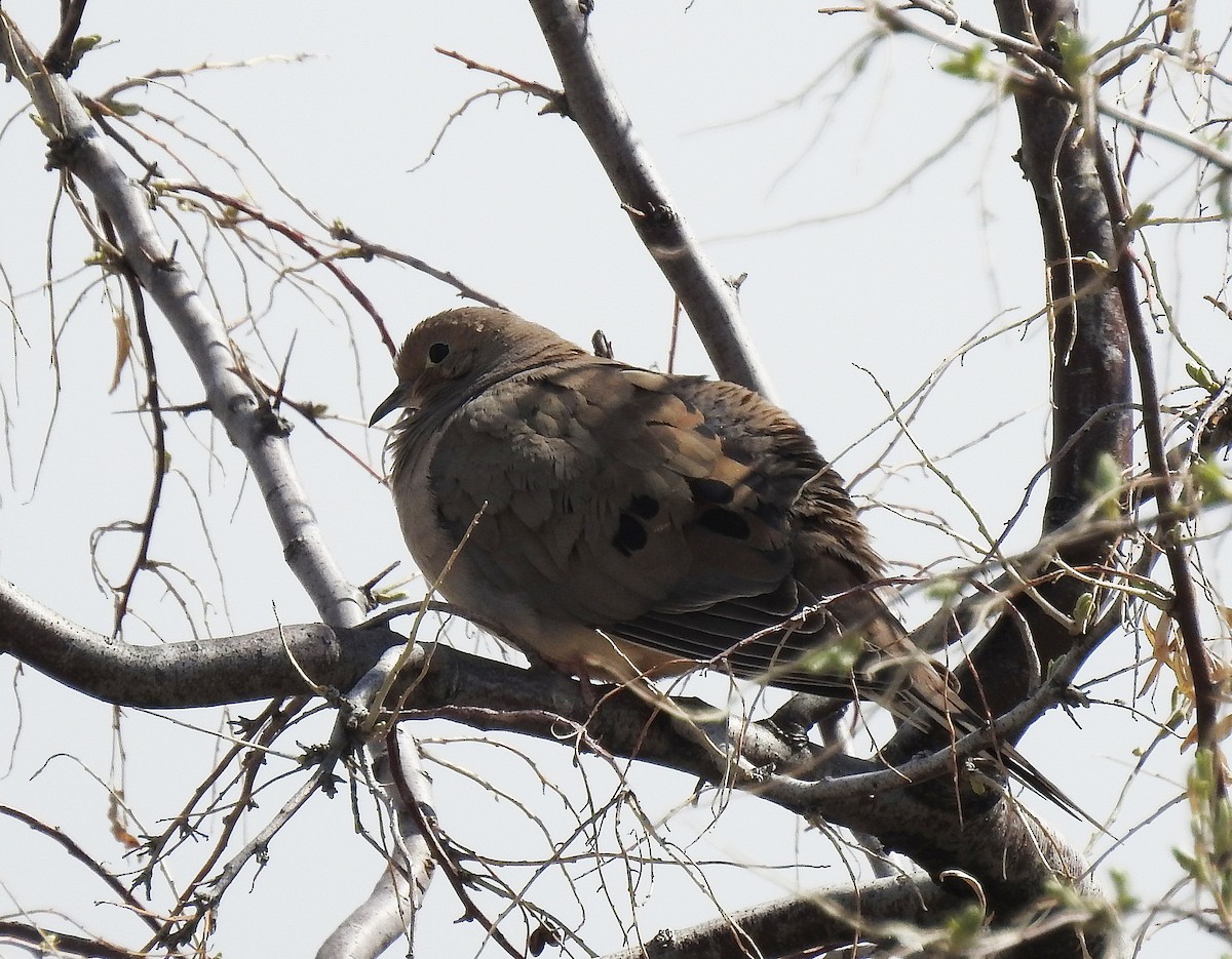 Mourning Dove - ML150884451