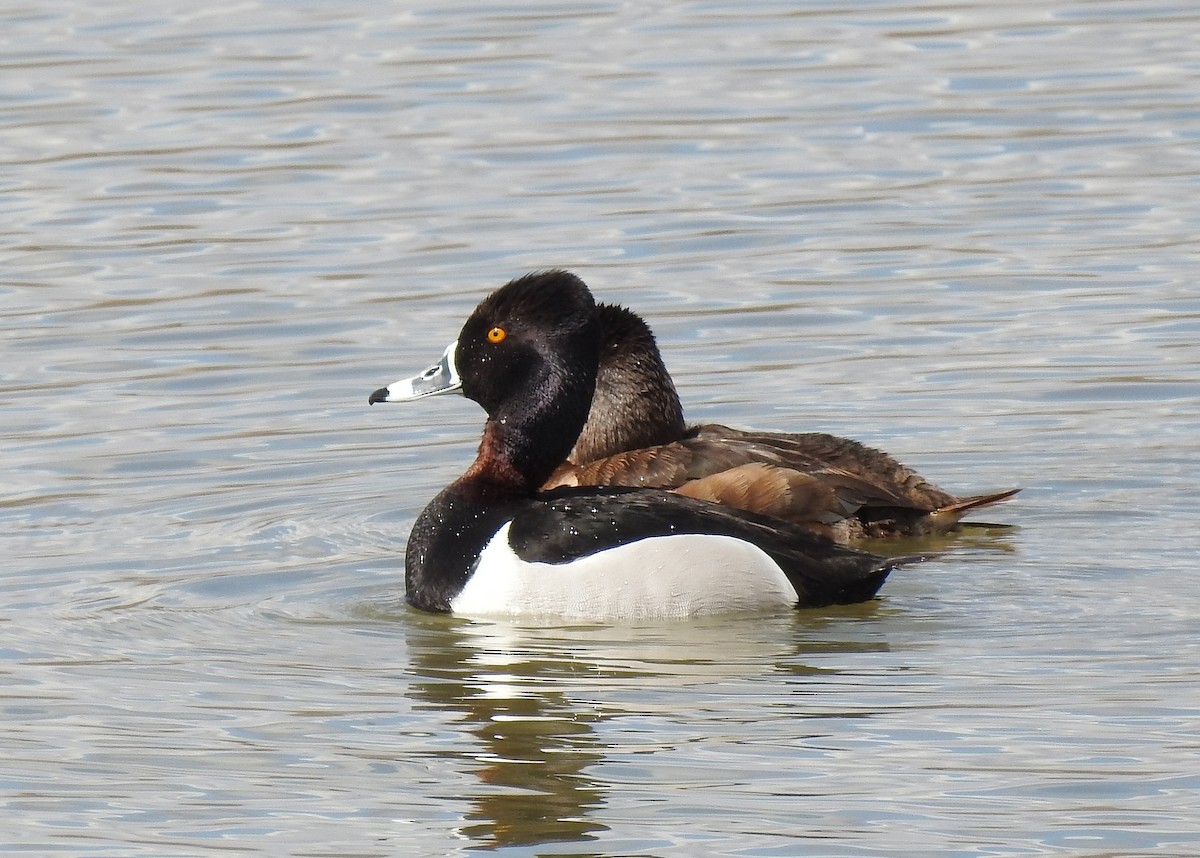 Ring-necked Duck - Glenn Pearson