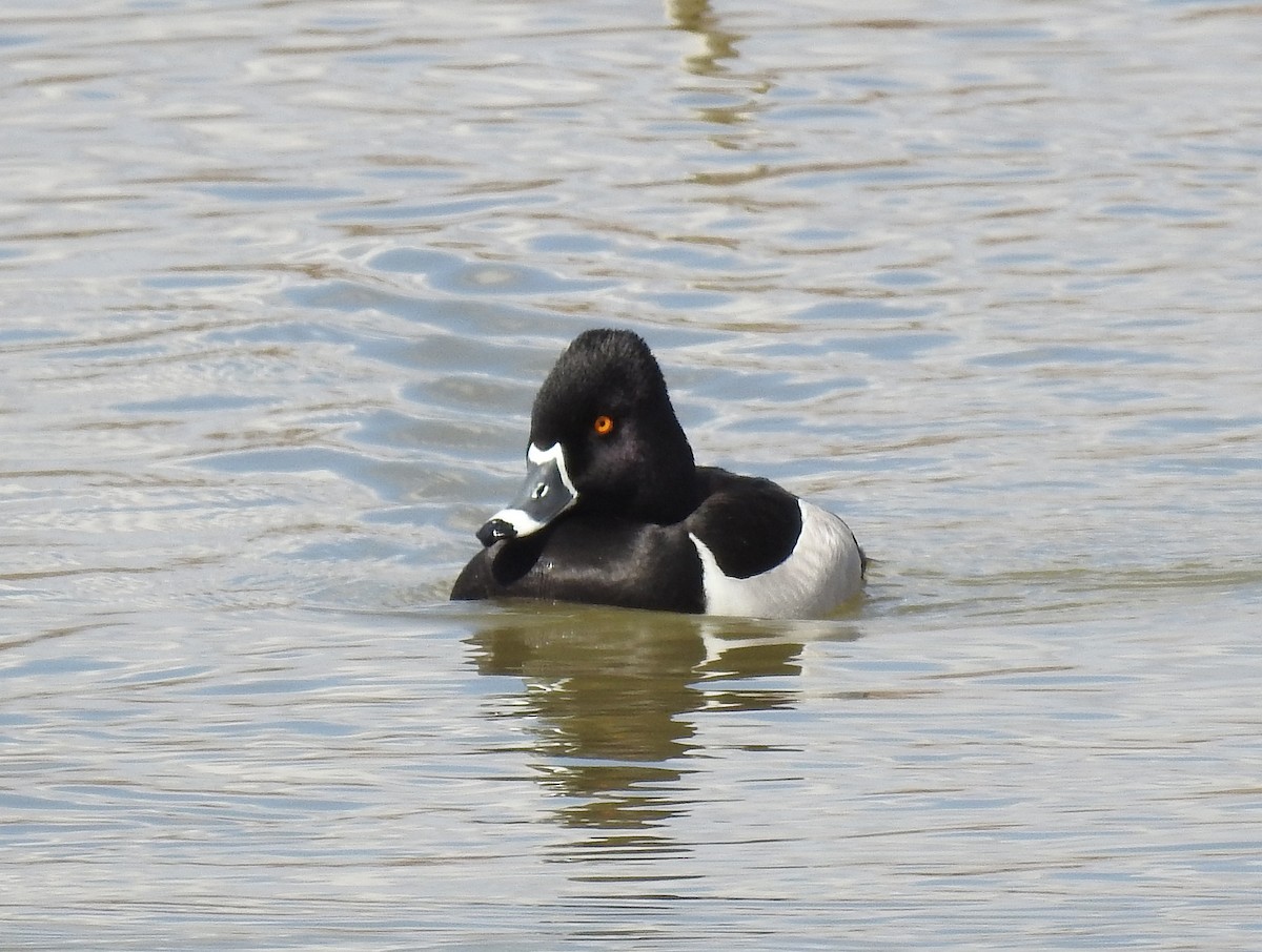 Ring-necked Duck - Glenn Pearson