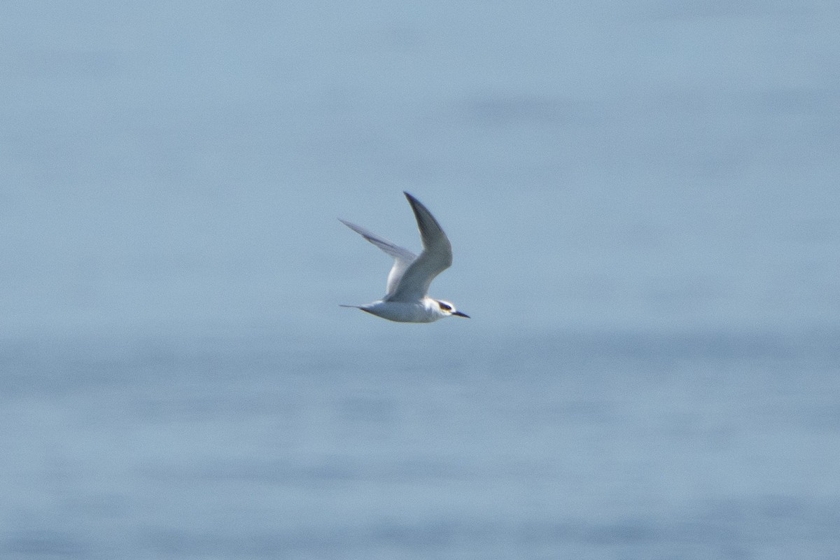 Forster's Tern - ML150885931