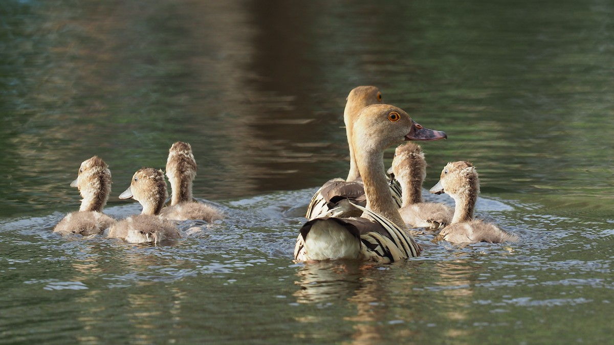 Plumed Whistling-Duck - ML150885981