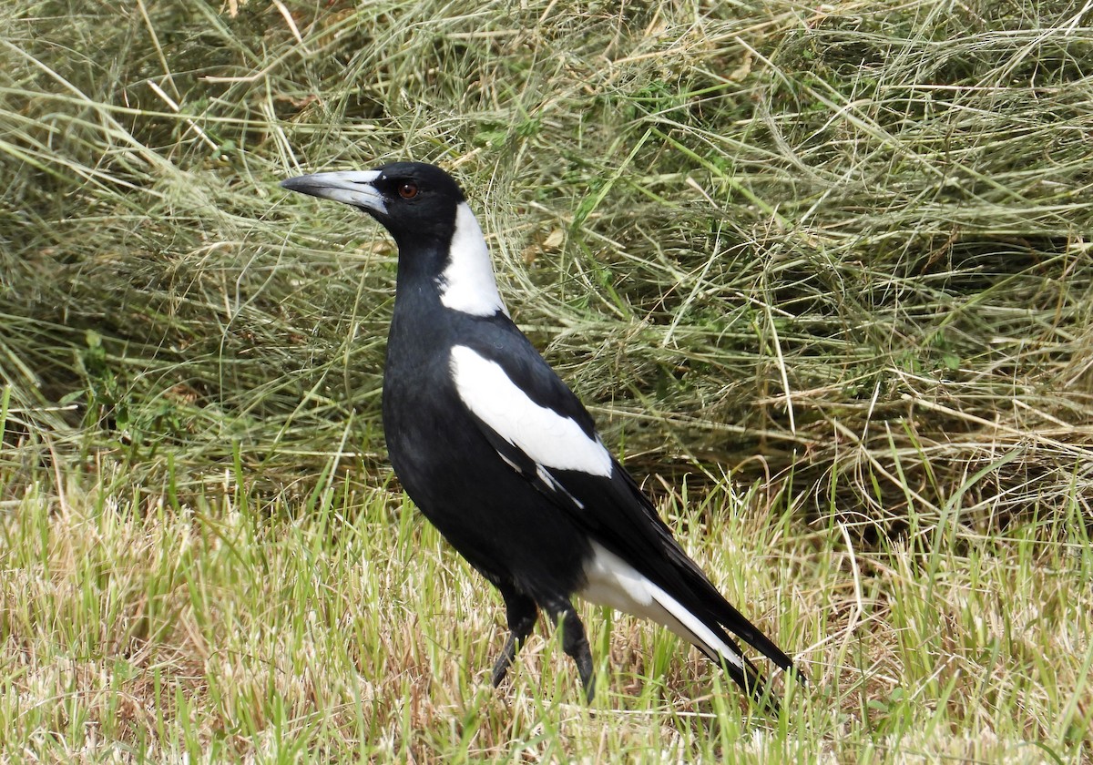 Australian Magpie (Black-backed) - ML150886261