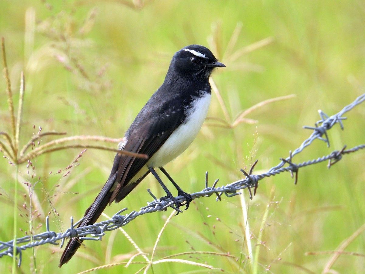 Willie-wagtail - ML150886371