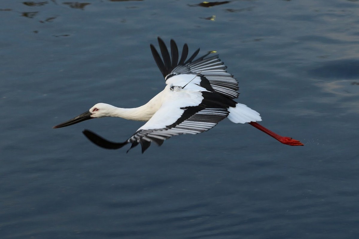 Schwarzschnabelstorch - ML150887521