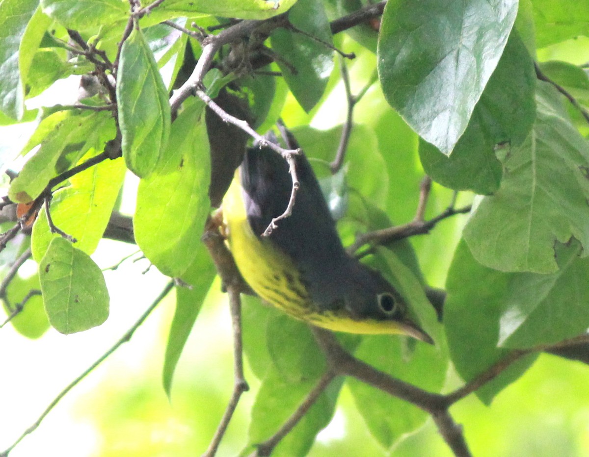 Canada Warbler - Uday Sant