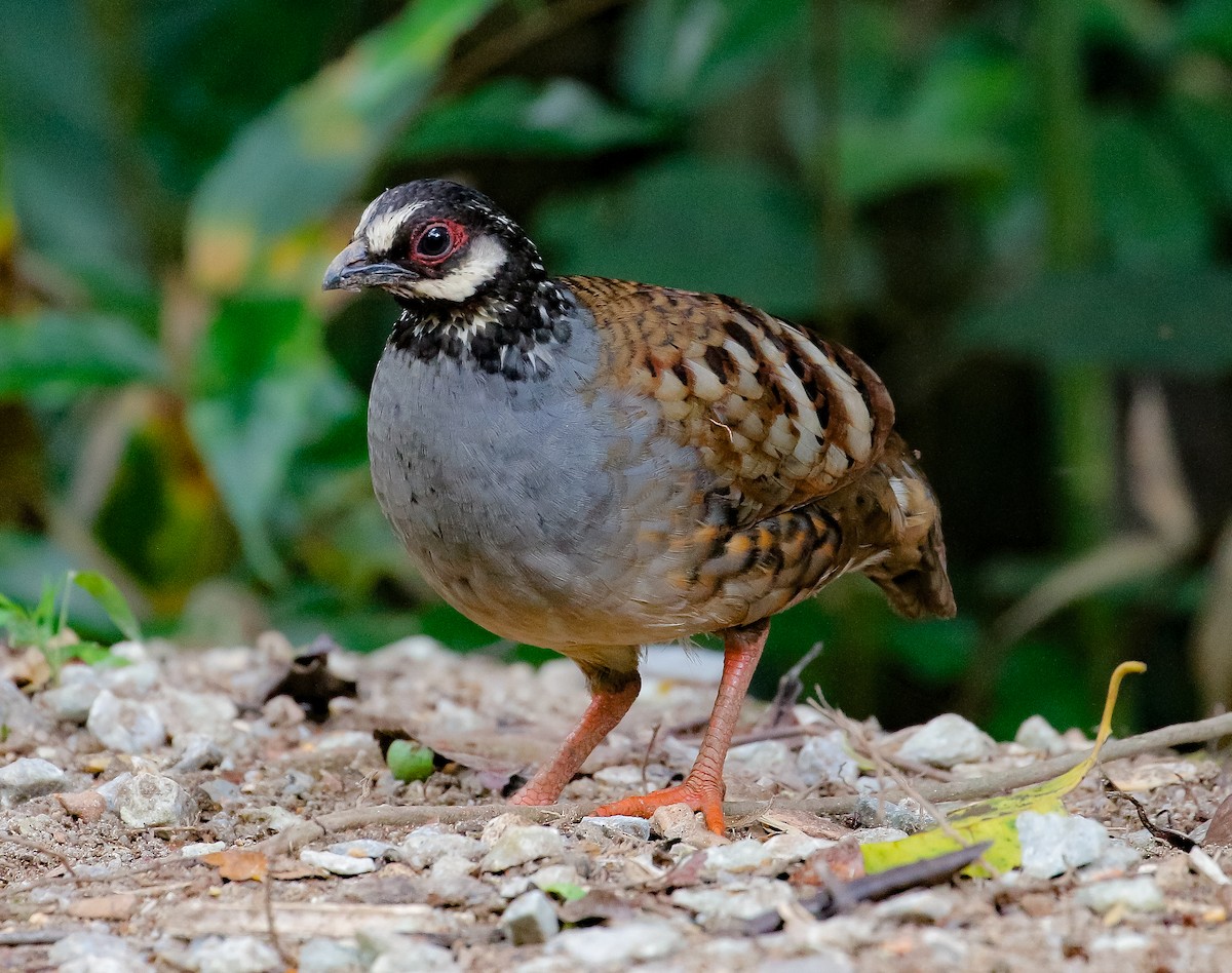 Malayan Partridge - Neoh Hor Kee