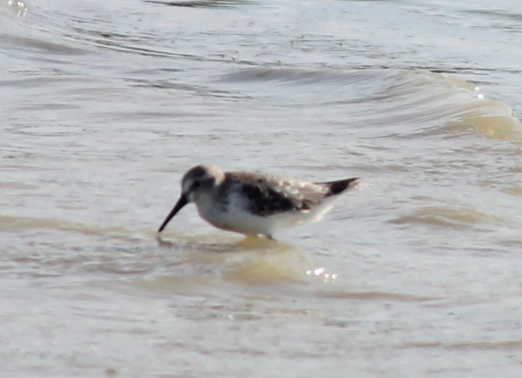 Western Sandpiper - ML150889591