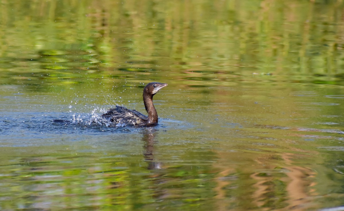 Indian Cormorant - Sushant Warwatkar