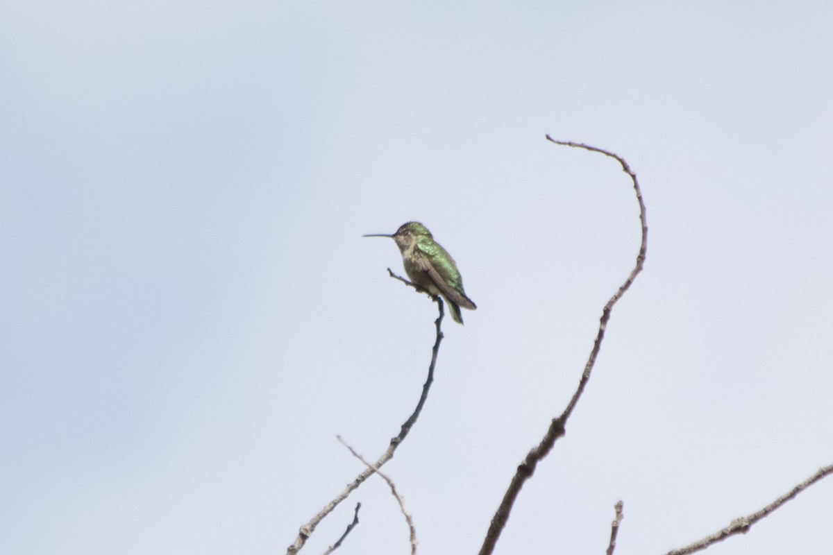 Anna's Hummingbird - ML150890631