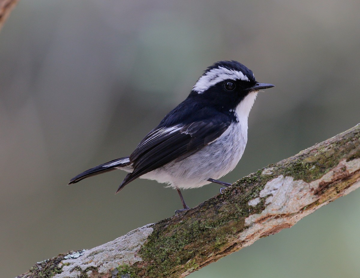 Little Pied Flycatcher - ML150891921