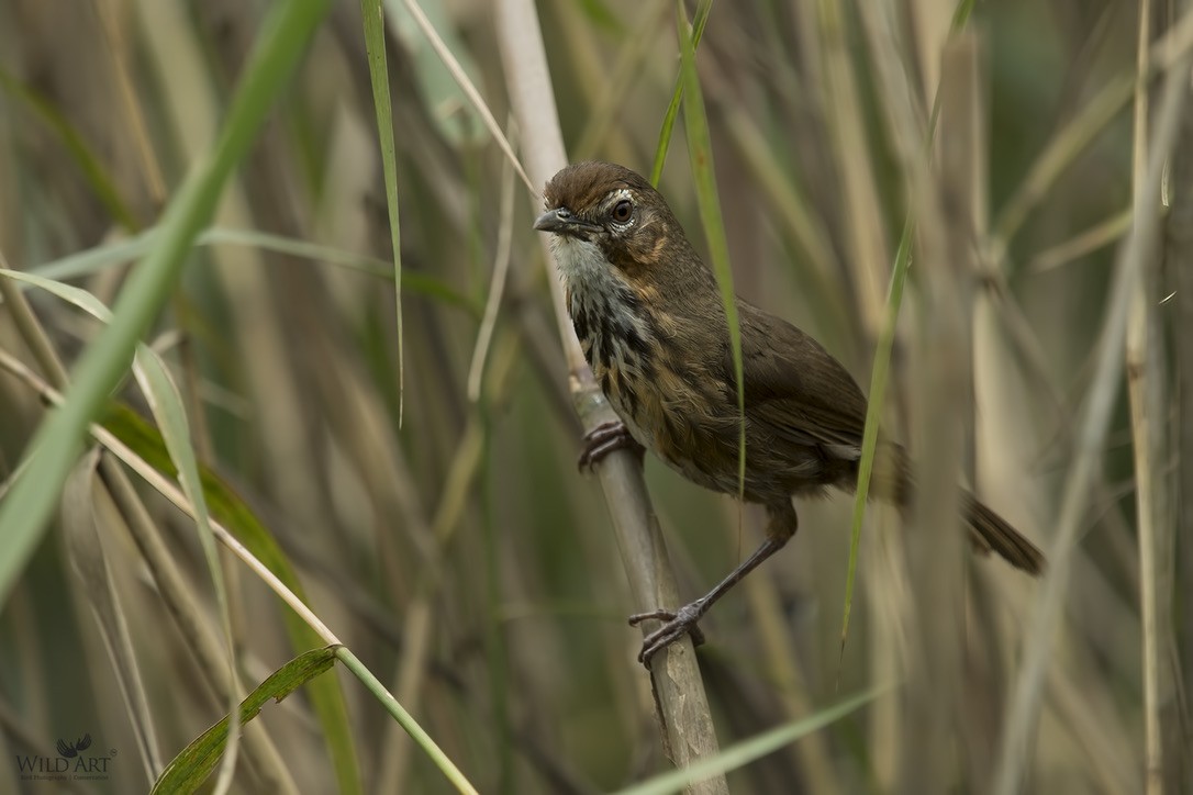 Marsh Babbler - ML150892561