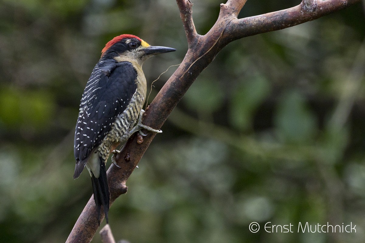 Black-cheeked Woodpecker - ML150893261