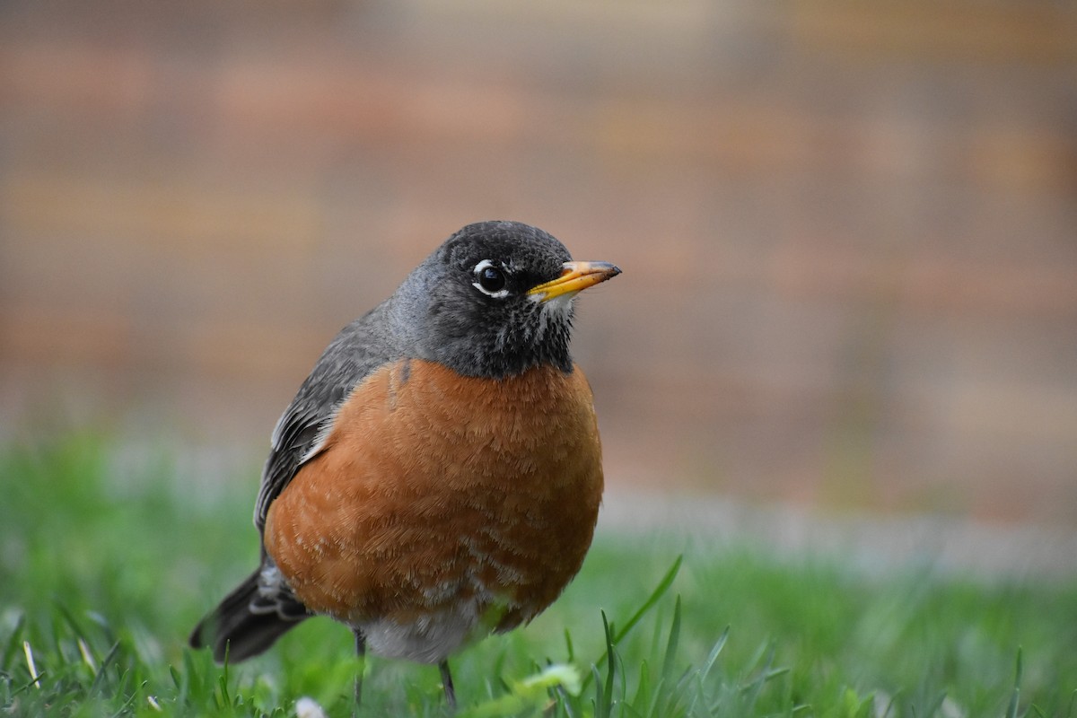 American Robin - Jack Parlapiano