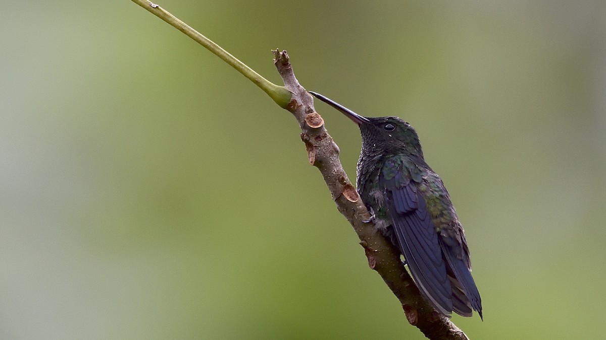 Steely-vented Hummingbird - ML150896191