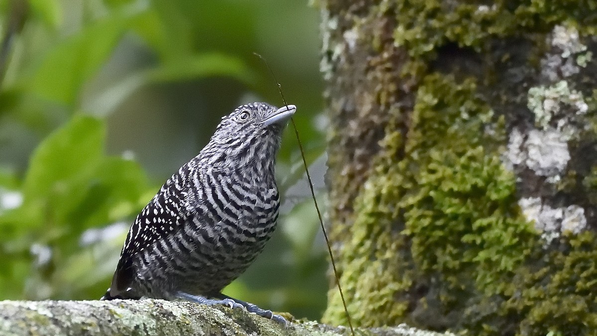 Bar-crested Antshrike - ML150896761