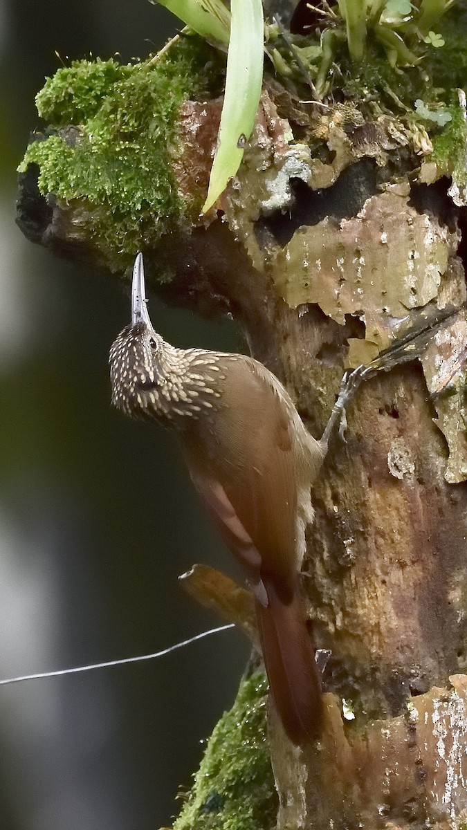 Cocoa Woodcreeper - ML150897281