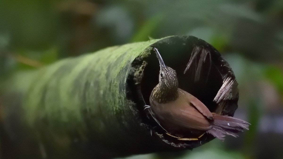 Cocoa Woodcreeper - Germán  Correa Jaramillo