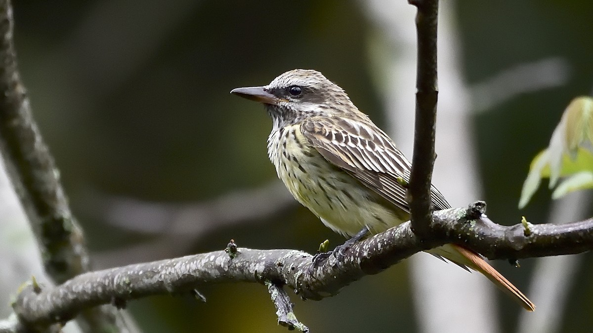 Sulphur-bellied Flycatcher - ML150897701